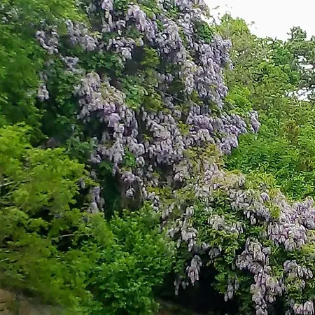 Hovirag Balatonalmádi